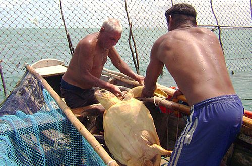 Aumenta captura incidental de tartarugas pelos currais de pesca